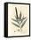 Yellow Flowered Cajeput Tree, Melaleuca Leucadendron-James Sowerby-Framed Stretched Canvas