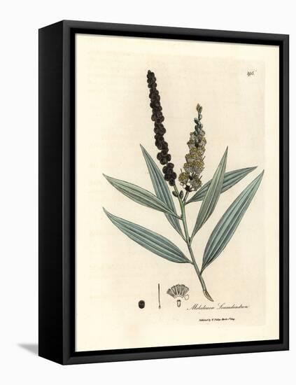 Yellow Flowered Cajeput Tree, Melaleuca Leucadendron-James Sowerby-Framed Stretched Canvas