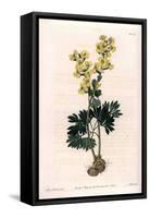 Yellow-Flowered Corydale Variete - Engraved by S.Watts, from an Illustration by Sarah Anne Drake (1-Sydenham Teast Edwards-Framed Stretched Canvas