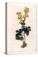 Yellow-Flowered Corydale Variete - Engraved by S.Watts, from an Illustration by Sarah Anne Drake (1-Sydenham Teast Edwards-Stretched Canvas