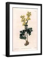 Yellow-Flowered Corydale Variete - Engraved by S.Watts, from an Illustration by Sarah Anne Drake (1-Sydenham Teast Edwards-Framed Giclee Print