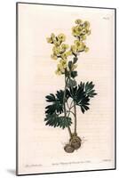 Yellow-Flowered Corydale Variete - Engraved by S.Watts, from an Illustration by Sarah Anne Drake (1-Sydenham Teast Edwards-Mounted Giclee Print