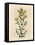 Yellow Flowered Perforated St. John's Wort, Hypericum Perforatum-James Sowerby-Framed Stretched Canvas