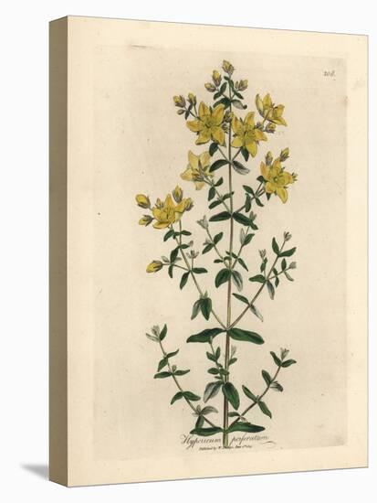 Yellow Flowered Perforated St. John's Wort, Hypericum Perforatum-James Sowerby-Stretched Canvas
