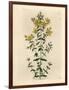 Yellow Flowered Perforated St. John's Wort, Hypericum Perforatum-James Sowerby-Framed Giclee Print