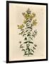 Yellow Flowered Perforated St. John's Wort, Hypericum Perforatum-James Sowerby-Framed Giclee Print