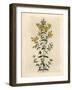 Yellow Flowered Perforated St. John's Wort, Hypericum Perforatum-James Sowerby-Framed Giclee Print