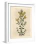 Yellow Flowered Perforated St. John's Wort, Hypericum Perforatum-James Sowerby-Framed Giclee Print