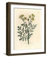 Yellow Flowered Rue, Ruta Graveolens-James Sowerby-Framed Giclee Print