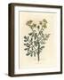 Yellow Flowered Rue, Ruta Graveolens-James Sowerby-Framed Giclee Print