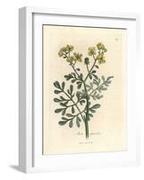 Yellow Flowered Rue, Ruta Graveolens-James Sowerby-Framed Giclee Print