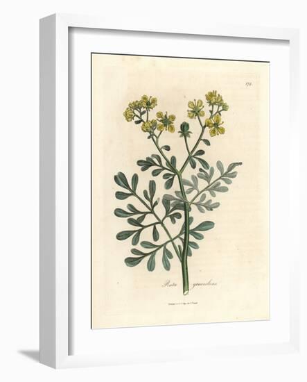 Yellow Flowered Rue, Ruta Graveolens-James Sowerby-Framed Giclee Print