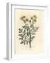 Yellow Flowered Rue, Ruta Graveolens-James Sowerby-Framed Giclee Print