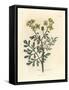 Yellow Flowered Rue, Ruta Graveolens-James Sowerby-Framed Stretched Canvas