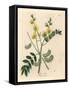 Yellow Flowered Senna or Egyptian Cassia with Seed Pods, Cassia Senna-James Sowerby-Framed Stretched Canvas