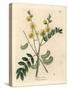 Yellow Flowered Senna or Egyptian Cassia with Seed Pods, Cassia Senna-James Sowerby-Stretched Canvas