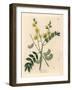 Yellow Flowered Senna or Egyptian Cassia with Seed Pods, Cassia Senna-James Sowerby-Framed Giclee Print