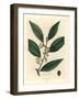 Yellow Flowered Sweet Bay Leaves, Laurus Nobilis-James Sowerby-Framed Giclee Print