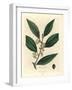 Yellow Flowered Sweet Bay Leaves, Laurus Nobilis-James Sowerby-Framed Giclee Print