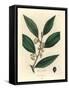 Yellow Flowered Sweet Bay Leaves, Laurus Nobilis-James Sowerby-Framed Stretched Canvas