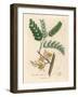 Yellow Flowered Tamarind Tree, Tamarindus Indica-James Sowerby-Framed Giclee Print