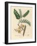 Yellow Flowered Tamarind Tree, Tamarindus Indica-James Sowerby-Framed Giclee Print