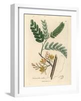 Yellow Flowered Tamarind Tree, Tamarindus Indica-James Sowerby-Framed Giclee Print