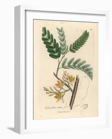 Yellow Flowered Tamarind Tree, Tamarindus Indica-James Sowerby-Framed Giclee Print