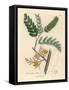 Yellow Flowered Tamarind Tree, Tamarindus Indica-James Sowerby-Framed Stretched Canvas
