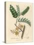 Yellow Flowered Tamarind Tree, Tamarindus Indica-James Sowerby-Stretched Canvas