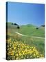 Yellow Flowers Along Side Rural Road with Rolling Landscape-null-Stretched Canvas