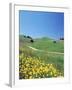 Yellow Flowers Along Side Rural Road with Rolling Landscape-null-Framed Photographic Print
