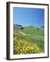 Yellow Flowers Along Side Rural Road with Rolling Landscape-null-Framed Photographic Print