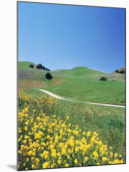 Yellow Flowers Along Side Rural Road with Rolling Landscape-null-Mounted Photographic Print