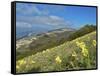 Yellow flowers blooming in the fields, Mount Acuto, Apennines, Umbria, Italy, Europe-Lorenzo Mattei-Framed Stretched Canvas