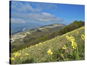 Yellow flowers blooming in the fields, Mount Acuto, Apennines, Umbria, Italy, Europe-Lorenzo Mattei-Stretched Canvas