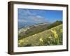 Yellow flowers blooming in the fields, Mount Acuto, Apennines, Umbria, Italy, Europe-Lorenzo Mattei-Framed Photographic Print