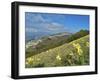 Yellow flowers blooming in the fields, Mount Acuto, Apennines, Umbria, Italy, Europe-Lorenzo Mattei-Framed Photographic Print