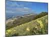 Yellow flowers blooming in the fields, Mount Acuto, Apennines, Umbria, Italy, Europe-Lorenzo Mattei-Mounted Photographic Print
