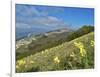 Yellow flowers blooming in the fields, Mount Acuto, Apennines, Umbria, Italy, Europe-Lorenzo Mattei-Framed Photographic Print