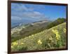 Yellow flowers blooming in the fields, Mount Acuto, Apennines, Umbria, Italy, Europe-Lorenzo Mattei-Framed Photographic Print