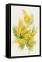 Yellow Flowers, Golden Rod-ZPR Int’L-Framed Stretched Canvas