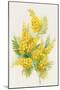 Yellow Flowers, Golden Rod-ZPR Int’L-Mounted Giclee Print