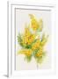 Yellow Flowers, Golden Rod-ZPR Int’L-Framed Giclee Print
