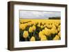 Yellow Flowers in a Field-Jan Marijs-Framed Photographic Print