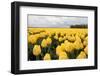 Yellow Flowers in a Field-Jan Marijs-Framed Photographic Print