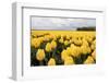 Yellow Flowers in a Field-Jan Marijs-Framed Photographic Print