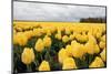 Yellow Flowers in a Field-Jan Marijs-Mounted Photographic Print