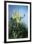 Yellow Flowers in Front of the Blue Sky-Louis-Apollinaire Sicard-Framed Giclee Print