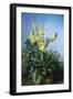 Yellow Flowers in Front of the Blue Sky-Louis-Apollinaire Sicard-Framed Giclee Print